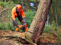 Leaf Removal in Wayne Heights, PA