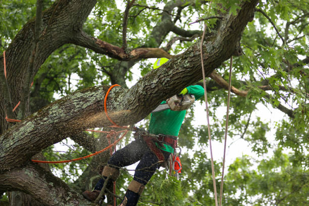How Our Tree Care Process Works  in  Wayne Heights, PA