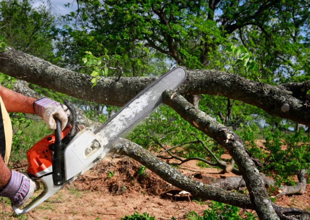 Reliable Wayne Heights, PA Tree Care Solutions